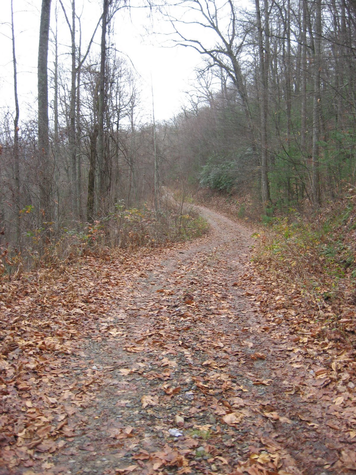 chestnut knob