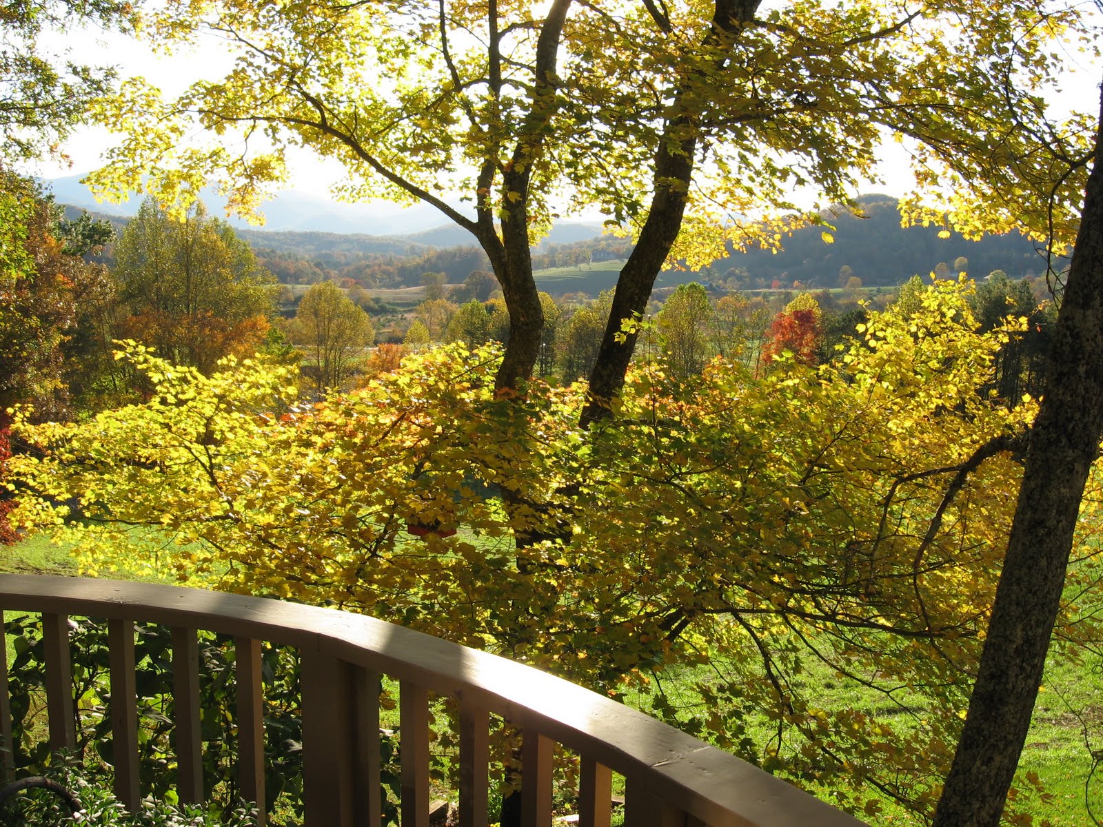 chestnut knob