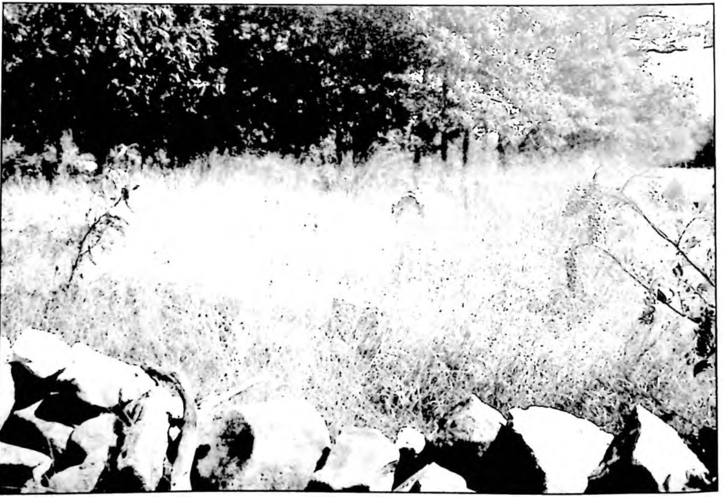 Rocky River Presbyterian Church graveyard