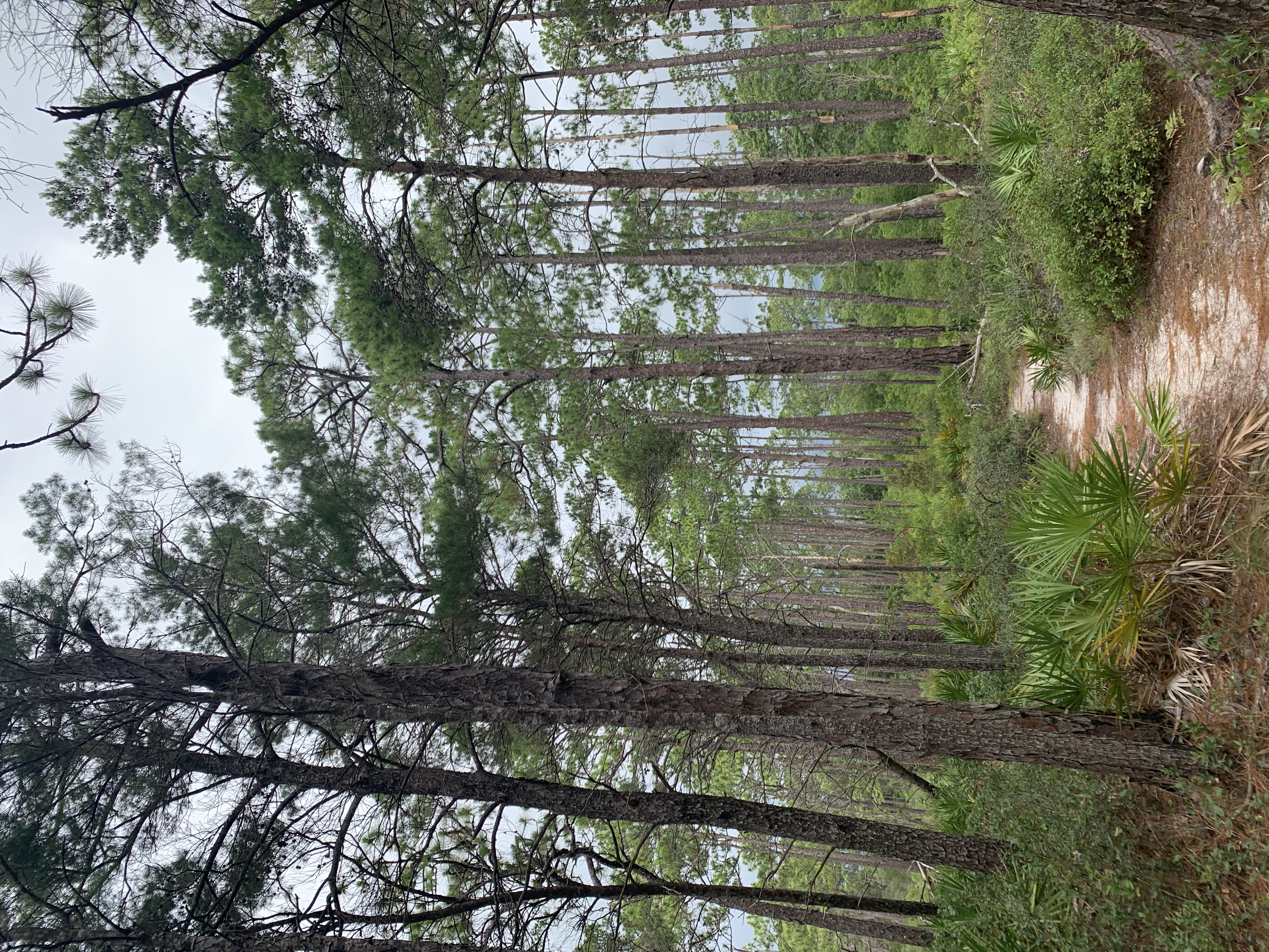 Point Washington State Forest trails