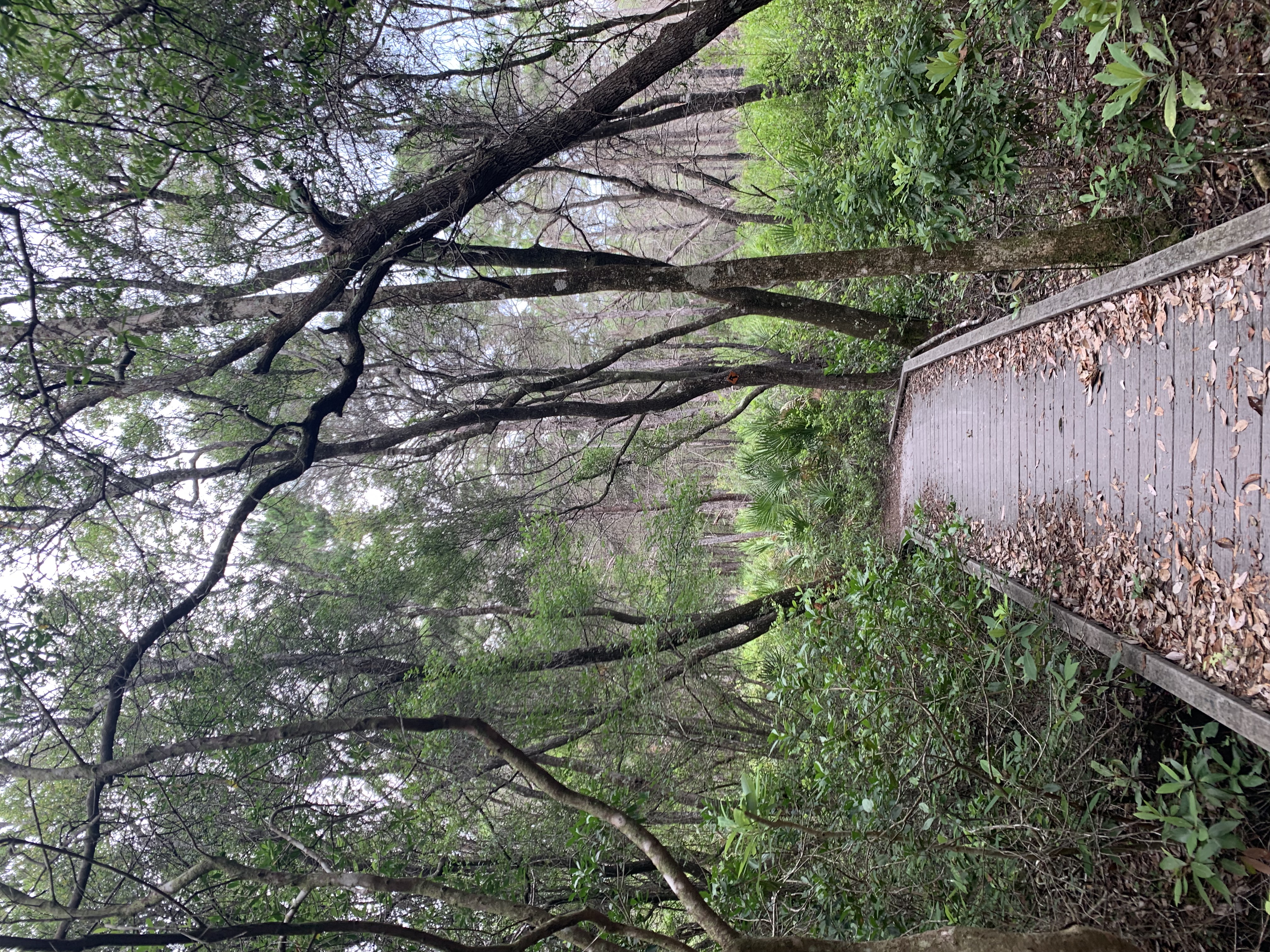 Point Washington State Forest trails