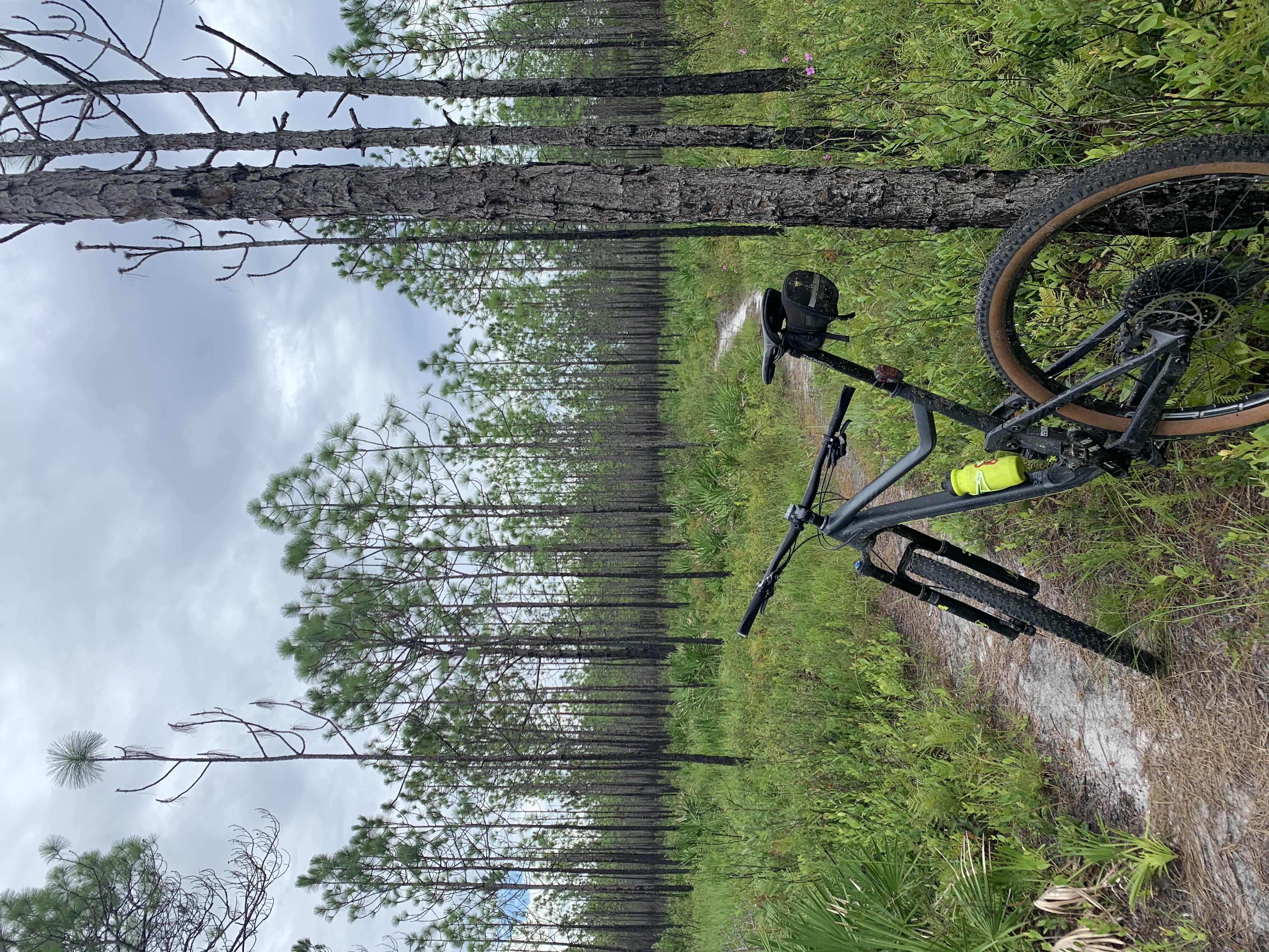 Point Washington State Forest trails