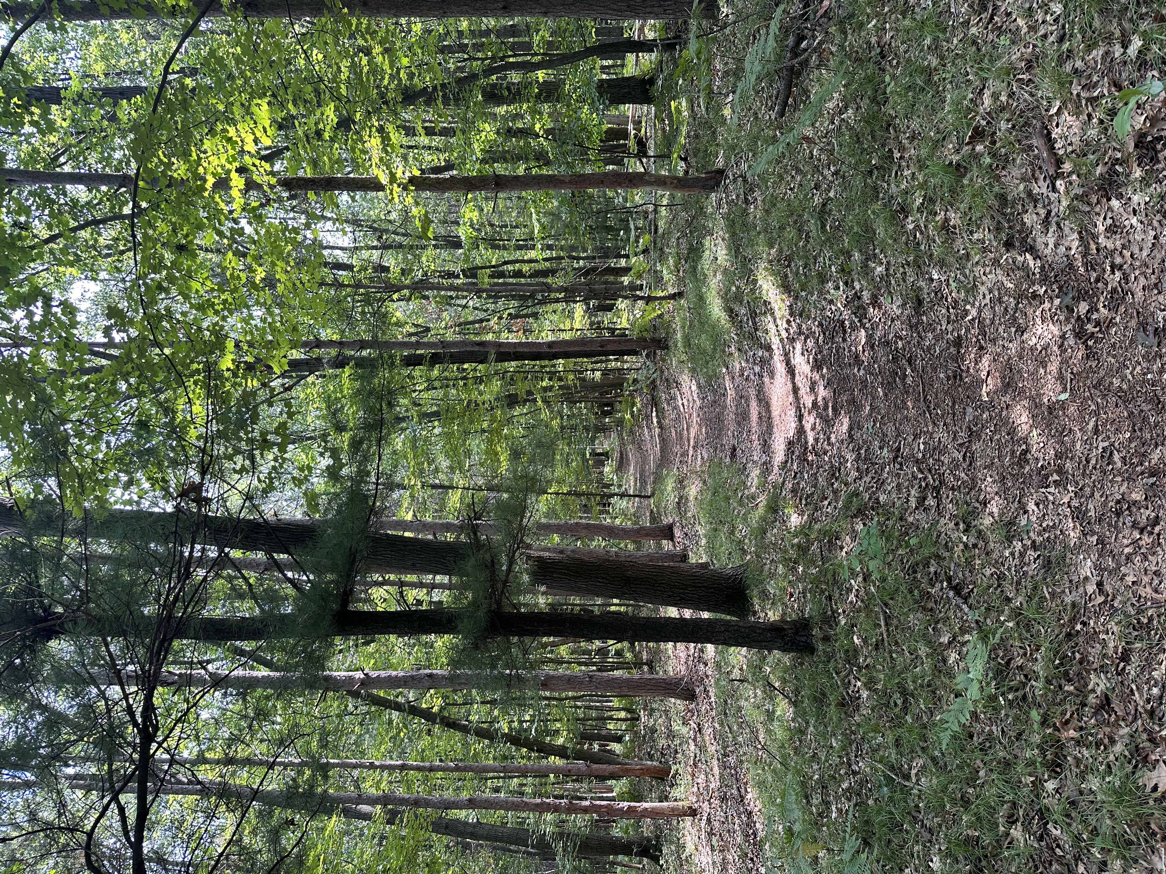 Ludington School Forest Trails